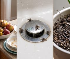 מתקפת ברחשים בבית 