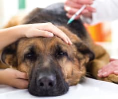 חיסון כלבת לכלב