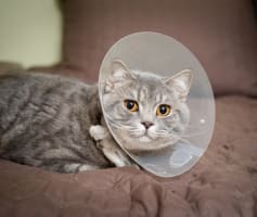 חתול אחרי סירוס