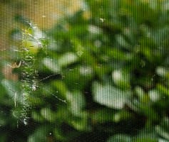 רשת קרועה בחלון