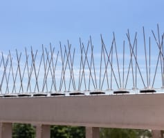 דוקרנים נגד יונים