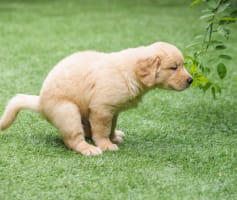 אילוף גור לצרכים 