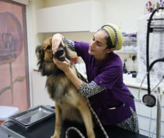 וטרינרית בודקת שיניים של כלב במרפאה