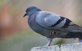 יונה על מרפסת בית