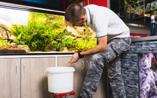 איש אקווריום מבצע ניקוי אקווריום בעזרת שואב רפש