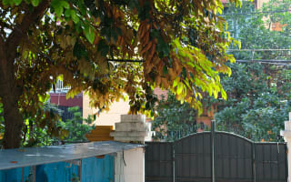 עץ בין שכנים