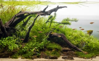 עיצוב אקווריום צמחיה