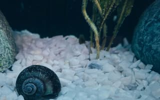 חילזון באקווריום