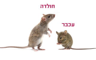 עכבר וחולדה