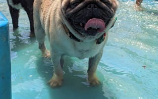 כלב בבריכה במלונית לכלבים