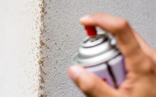 הדברת נמלים בריסוס