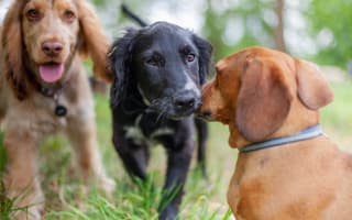 כלבים משחקים בחצר מעון יום לכלבים
