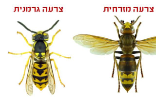 צרעה מזרחית וצרעה גרמנית