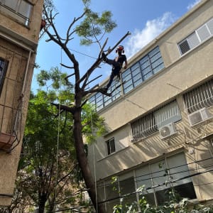 אדם גוזם עץ גבוה ליד בניין מגורים