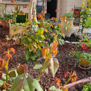 עציצים עם פרחים צבעוניים ואדמה בגינה