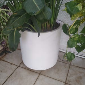 עציץ עם צמחים ירוקים על רצפת מרפסת