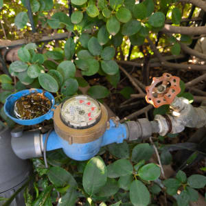 מונה מים כחול עם צינור וברז בגינה