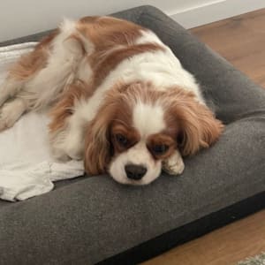 כלב שוכב על מיטה אפורה