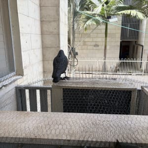 רשתות ודוקרנים למניעת ציפורים על אדן חלון