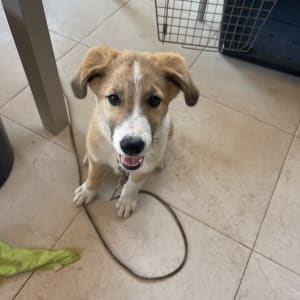 כלב יושב על רצפה ליד כלוב אימון