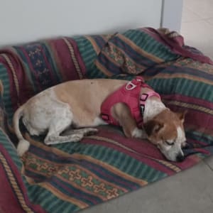 כלב עם רתמה ורודה שוכב על שמיכה צבעונית