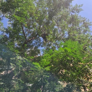 אדם על עץ מבצע גיזום עם חבלים