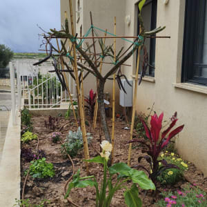 גינה עם צמחים ופרחים ליד בניין