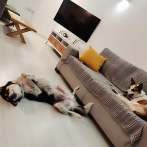 שני כלבים נחים על רצפה וספה בסלון