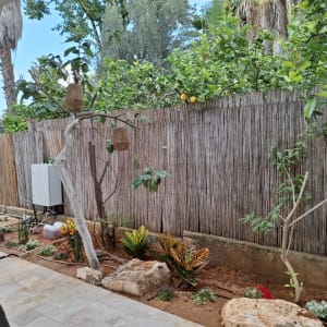 גינה עם צמחים, עצים וגדר במבוק