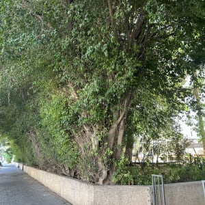 שורת עצי פיקוס גזומים ומעוצבים בערוגה לצד מדרכה מרוצפת