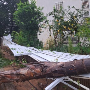 עץ נפל על גדר לבנה ליד בניין מגורים