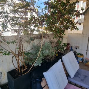 צמחים ועציצים במרפסת עם כריות ישיבה