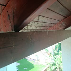 דוקרנים להרחקת יונים מותקנים על קורה מעץ