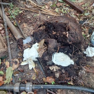 שורשים, צינור פלסטיק, חיבור צינור, כפפות חד פעמיות