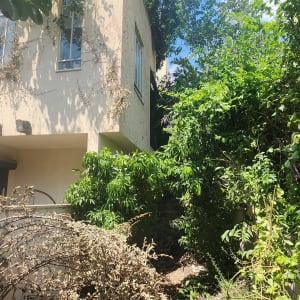 בית מוקף בצמחייה ועצים גזומים