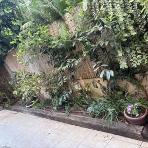 צמחים ועציצים בגינה עם גדר במבוק