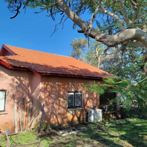 עץ גדול עם ענפים גזומים ליד סולם