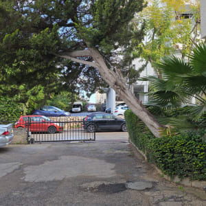 עץ נוטה על גדר ליד חניה