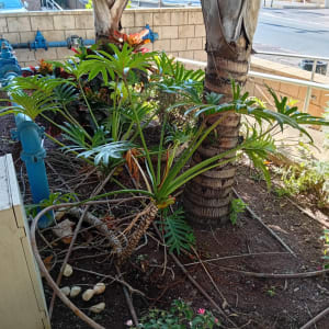 צמחים ועצים בגינה עם מערכת השקיה