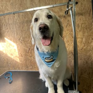 כלב עם בנדנה על שולחן טיפוח לכלבים