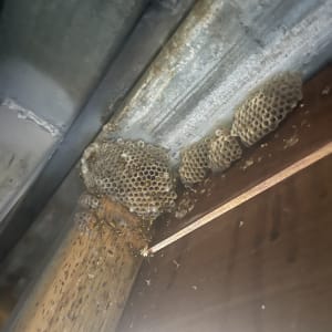 קיני צרעות על קיר מתכת ועץ