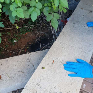 ידיים בכפפות כחולות ליד מלכודת מזיקים בגינה