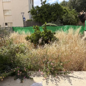 גינה עם צמחייה גבוהה ופרחים צבעוניים