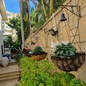 עציצים תלויים עם פרחים על קיר גינה