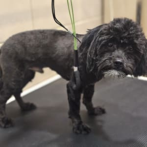 כלב שחור על שולחן טיפוח עם רצועה ירוקה