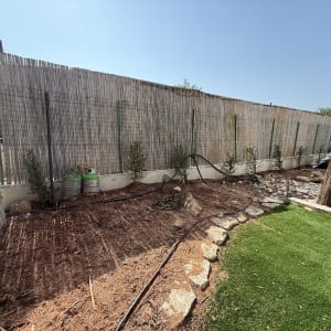 עץ גזום ליד גדר במגרש חצר