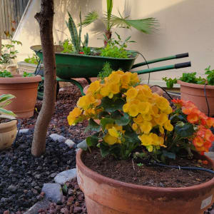 עציצים עם פרחים צבעוניים ועגלת גינה ירוקה