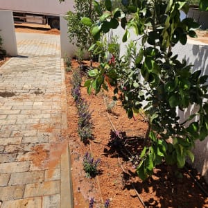 צמחים מושקים עם מערכת השקיה בטפטוף בגינה