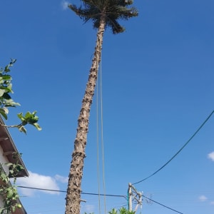 עץ גבוה עם ענפים גזומים וחבלים תלויים