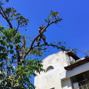 אדם גוזם עץ עם מסור חשמלי על ענף גבוה